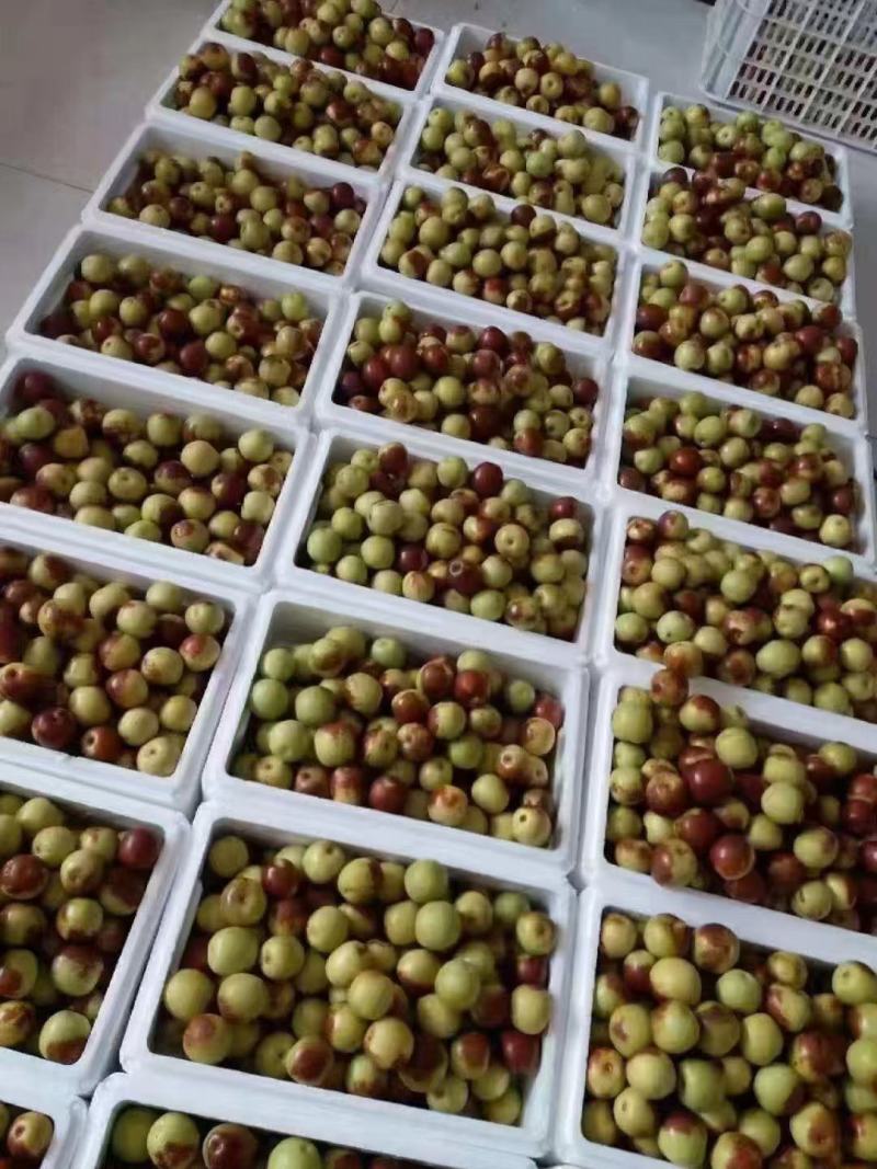 黃驊冬棗批發(fā)指南 河北滄州特色鮮棗的市場(chǎng)機(jī)遇