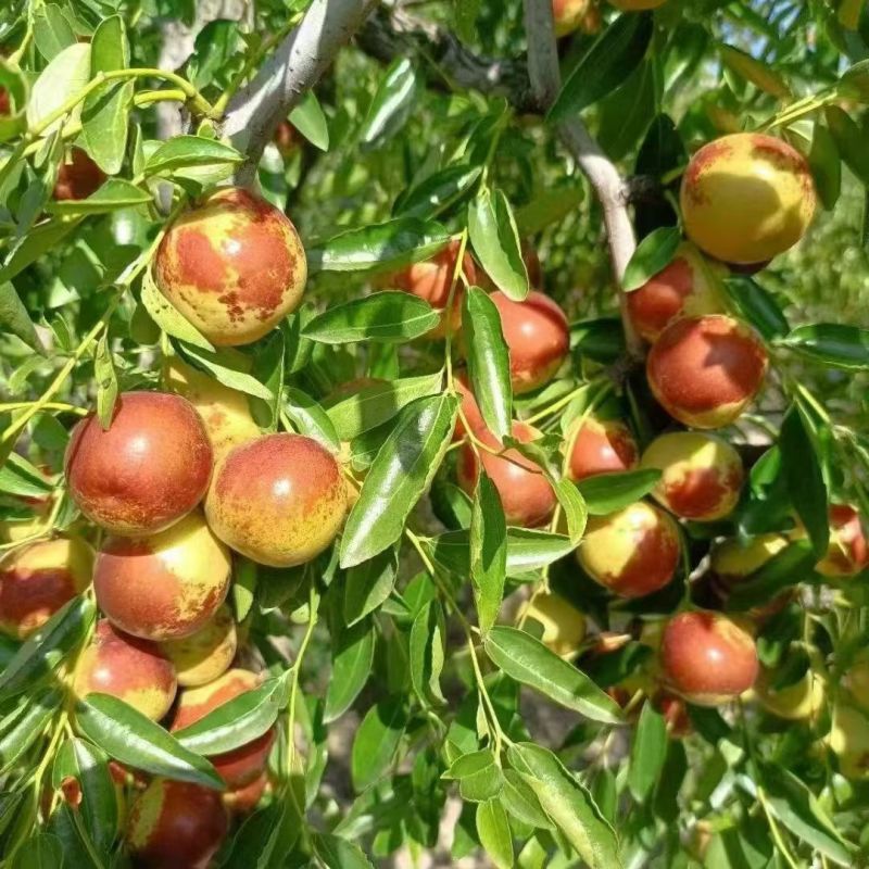 河北黃驊冬棗 雨前珍品，質(zhì)優(yōu)價(jià)美，批發(fā)首選